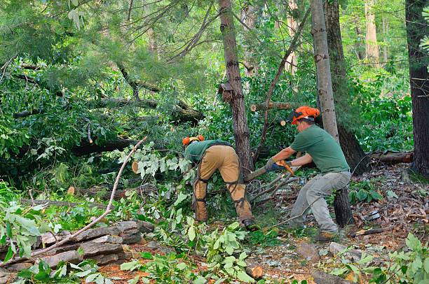 Best Tree Root Removal  in USA